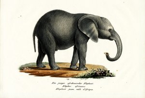 若いアフリカゾウ、1824